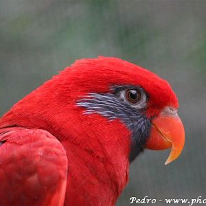 Blue-masked lory (Eos semilarvata)