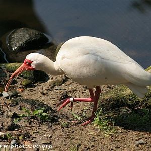White ibis (Eudocimus albus)