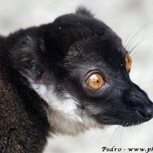 White-collared lemur (Eulemur fulvus albocollaris)