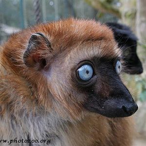 Sclater's lemur (Eulemur macaco flavifrons)