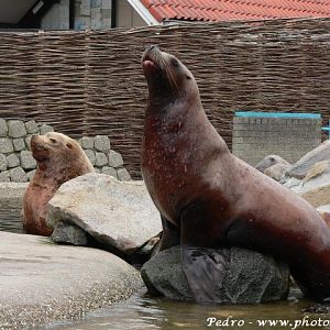 Steller's sea-lion (Eumetopias jubatus)