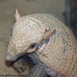 Six-banded armadillo (Euphractus sexcinctus)