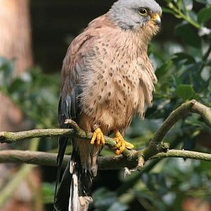 Lesser krestrel falcon (Falco naumanni)