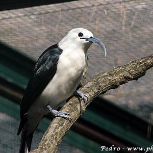 Sickle-billed Vanga (Falculea palliata)
