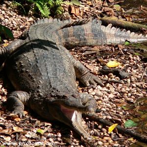 Malayan gharial (Tomistoma schlegheli)