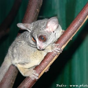 Senegal bushbaby (Galago senegalensis)