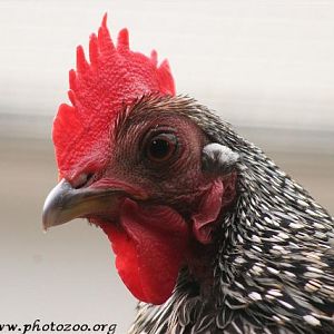 Grey junglefowl (Gallus sonnerati)