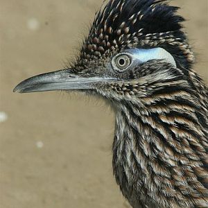 Greater roadrunner (Geococcyx californianus)