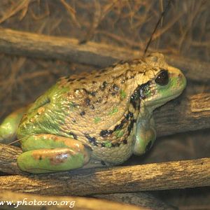 Andean marsupial treefrog (Gastrotheca riobambae)