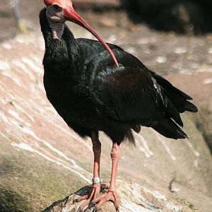 Southern bald ibis (Geronticus calvus)