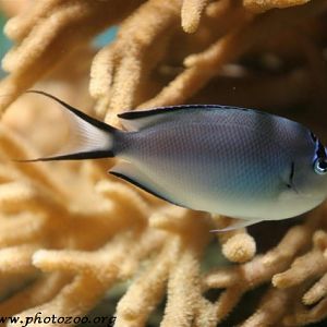 Blackedged angelfish (Genicanthus watanabei)