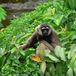 Bornean gibbon (Hylobates muelleri)