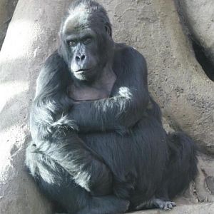 Eastern lowland gorilla (Gorilla beringeri graueri)