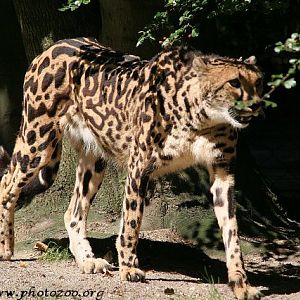 King cheetah (Acinonyx jubatus)