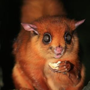 Vietnamese Giant Flying Squirrel, Night Safari