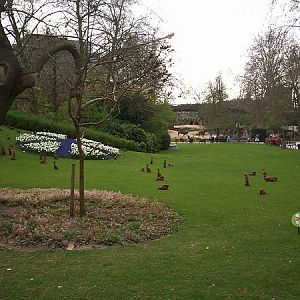 Eastern at Antwerp Zoo