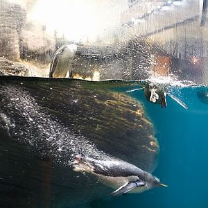 Penguins at the Antwerp Zoo.