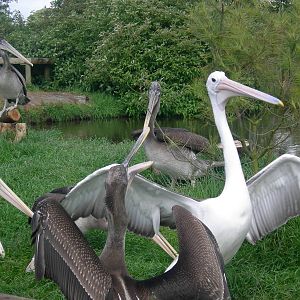 Pelicans
