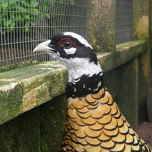 Reeve's pheasant