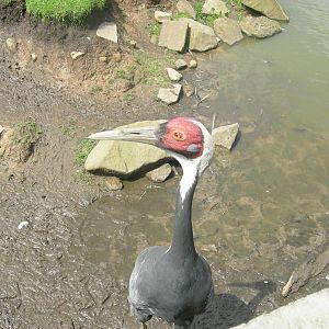 White naped Crane