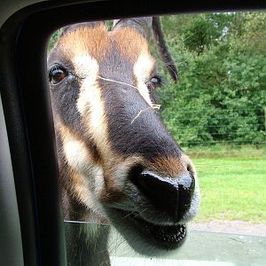 Sable Antelope (Hippotragus niger) at Serengetipark Hodenhagen