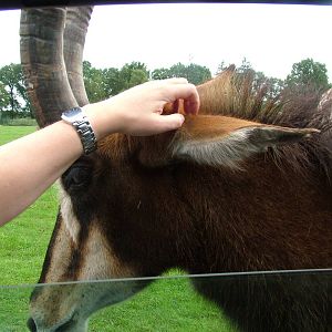 Sable Antelope (Hippotragus niger) at Serengetipark Hodenhagen