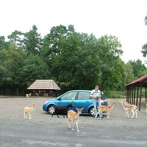 Zoogiraffe braves the walk-around Europe reserve at Serengetipark Hodenhage