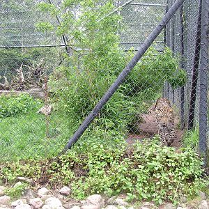 Amur Leopard (Panthera pardus orientalis) at Serengetipark Hodenhagen