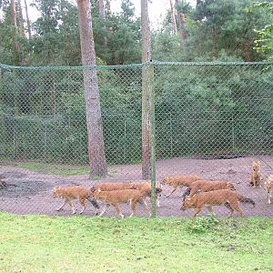 Dhole (Cuon alpinus) at Serengetipark Hodenhagen