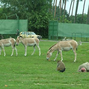 Kulan (Equus hemionus kulan) at Serengetipark Hodenhagen