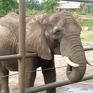 African Elephant (Loxodonta africana) at Serengetipark Hodenhagen
