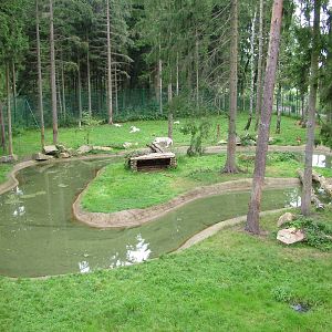 White tiger enclosure at Serengetipark Hodenhagen