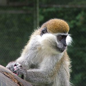 Grivet Monkey (Chlorocebus aethiops) at Serengetipark Hodenhagen