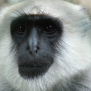 Hanuman Langur (Semnopithecus entellus) at Serengetipark Hodenhagen