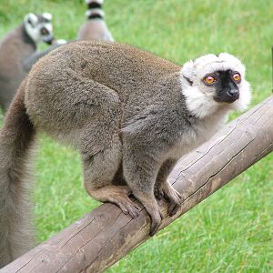 White-fronted Lemur (Eulemur fulvus albifrons) at Serengetipark Hodenhagen