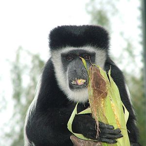 Black-and-White Colobus (Colobus guereza) at Serengetipark Hodenhagen