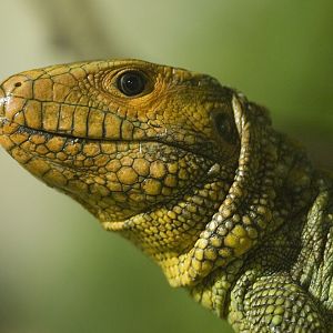 Caiman Lizard