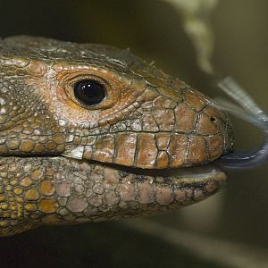 Caiman Lizard