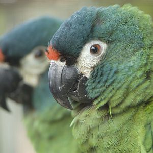 Illiger's Macaw