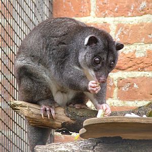 Ground Cuscus (Strigocuscus gymnotis) at Cotswold Wildlife Park