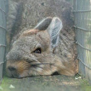 Northern Mountain Viscacha (Lagidium peruanum) at Hamerton Zoo Park
