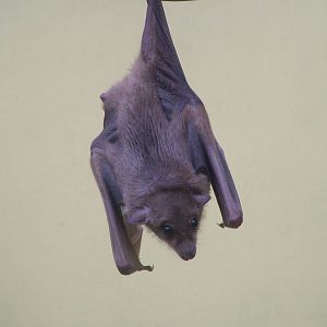 Egyptian Fruit Bat (Rousettus aegypticus) at Exmoor Zoo Park