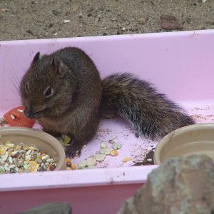 Pere David's Rock Squirrel (Sciurotamias davidianus) at Exmoor Zoo Park