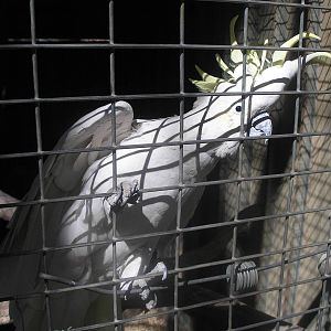 Sulphur - Humbug Scrub