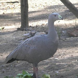 Cape Barren - Humbug Scrub