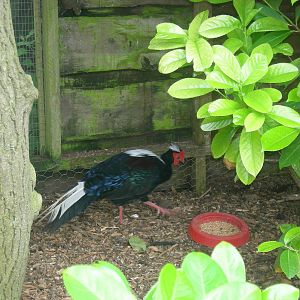 Swinhoe's pheasant