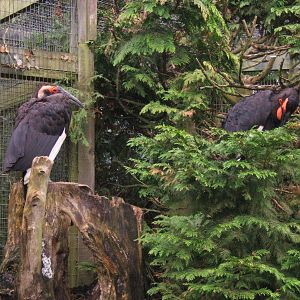 Southern Ground Hornbills at Birdworld