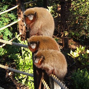 Red Titi`s at Blackpool Zoo