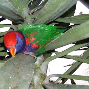 Hybrid Lorikeet at Woburn Safari Park