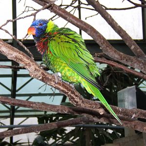 Green-naped Rainbow Lorikeet at Woburn safari Park